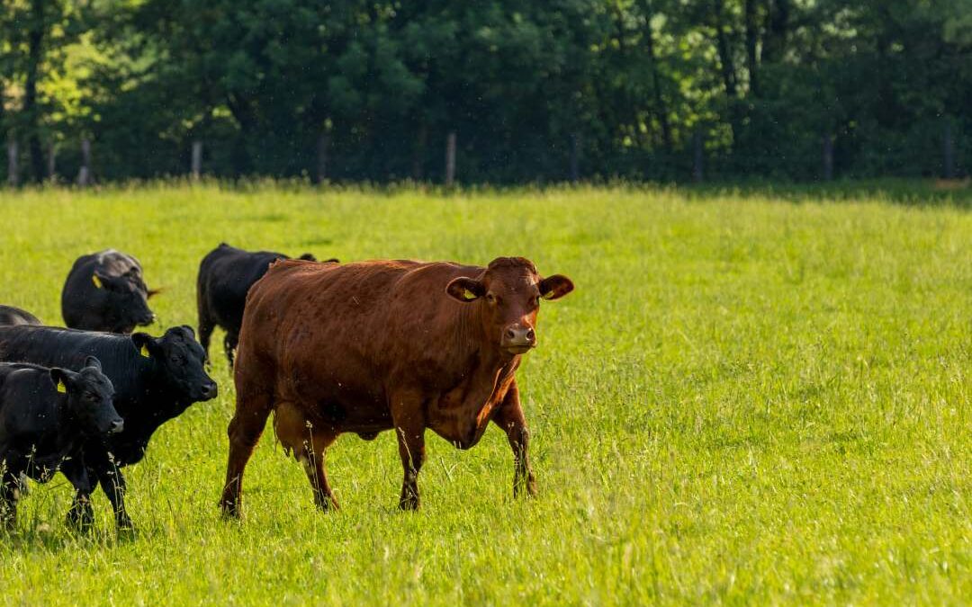 Denmark to Charge Carbon Tax on Cows and Pigs