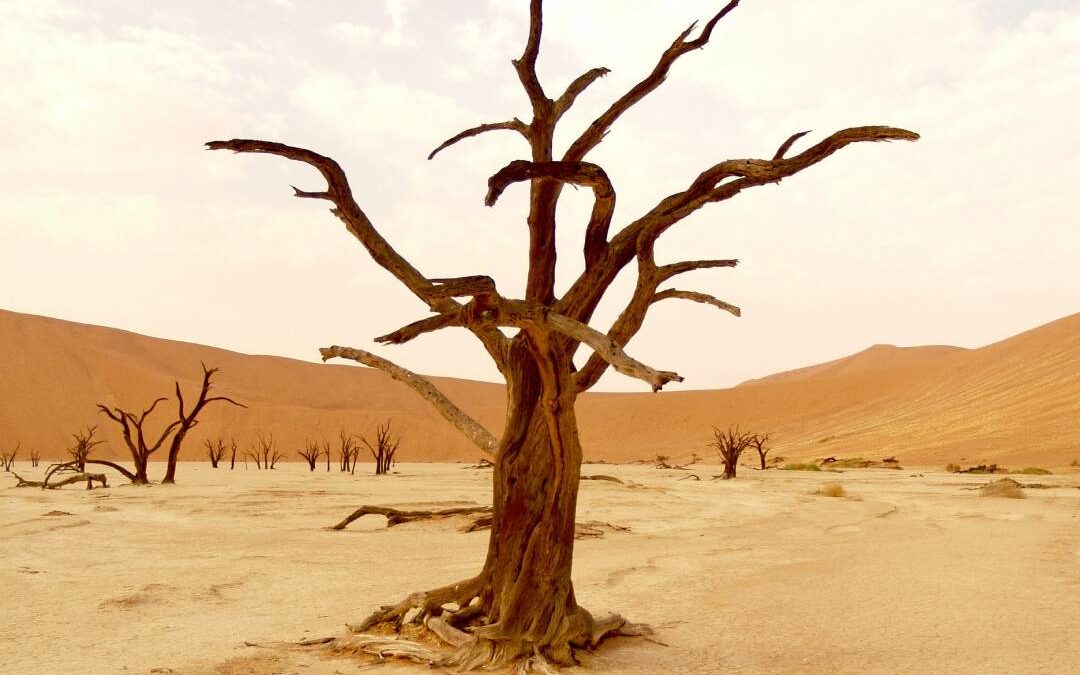 Climate Change Threatens Health of Pregnant Women, Children More: WHO