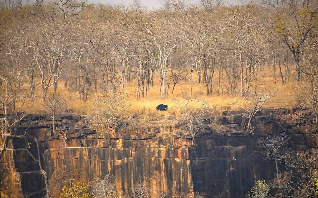 Microsoft to Buy 1.5M Tonnes of Carbon Credits in Indian Afforestation Project
