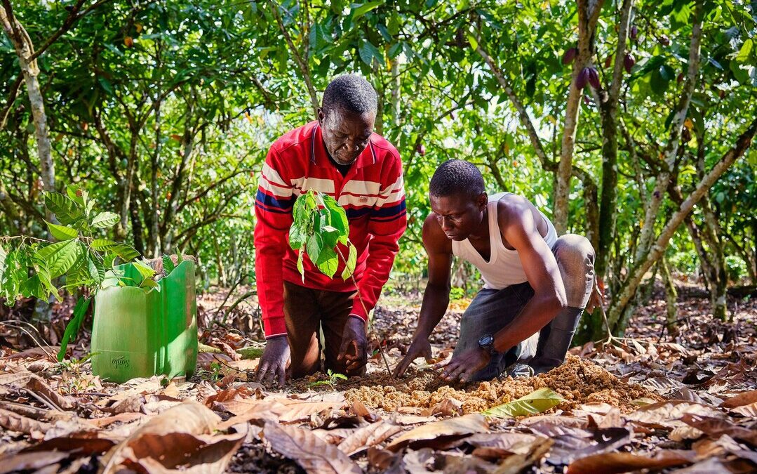 Nestlé, ofi Launch Global Cocoa Agroforestry Project to Cut CO2 Emissions