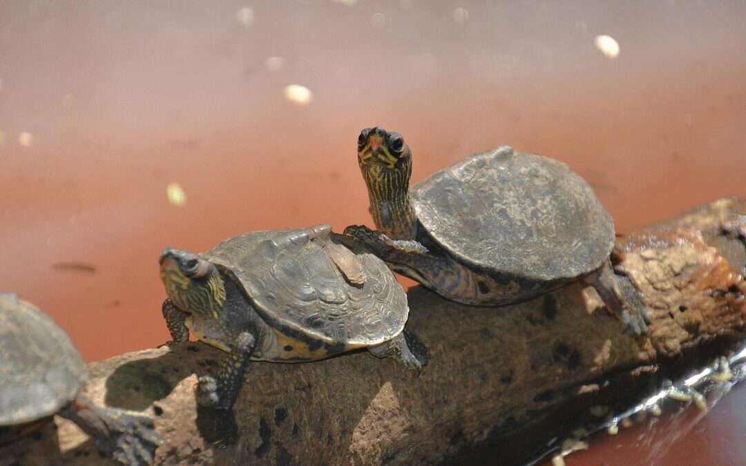 Endangered Turtle Returns to Ganga After 30 Years in Biodiversity Milestone