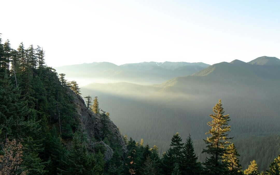 EFM and Meta Partner to Drive Climate-Smart Forestry in Washington
