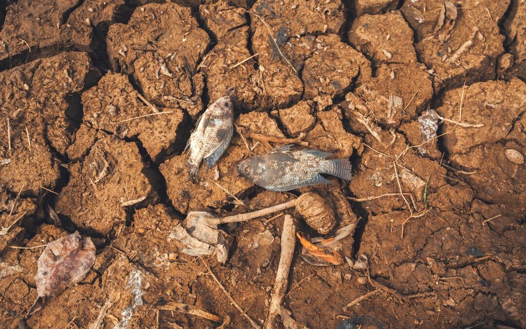 Google Selects 15 AI Startups to Tackle Global Environmental Challenges