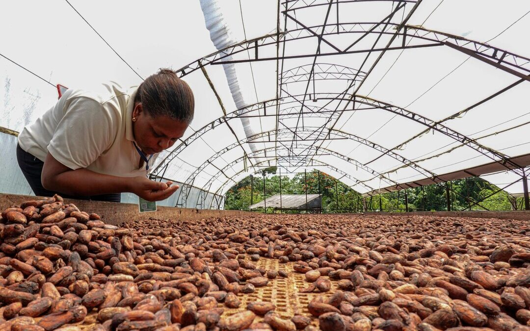 EU’s Chocolate Industry Faces $56B Threat from Climate and Biodiversity Risks