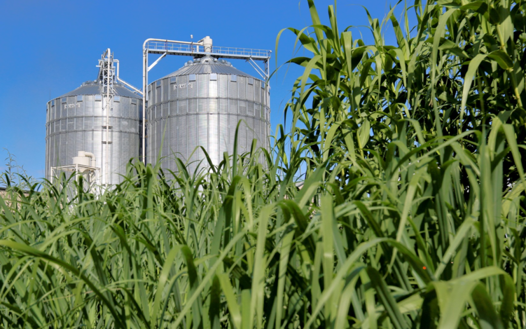 MNRE Revises Waste-to-Energy and Biomass Guidelines to Cut Red Tape