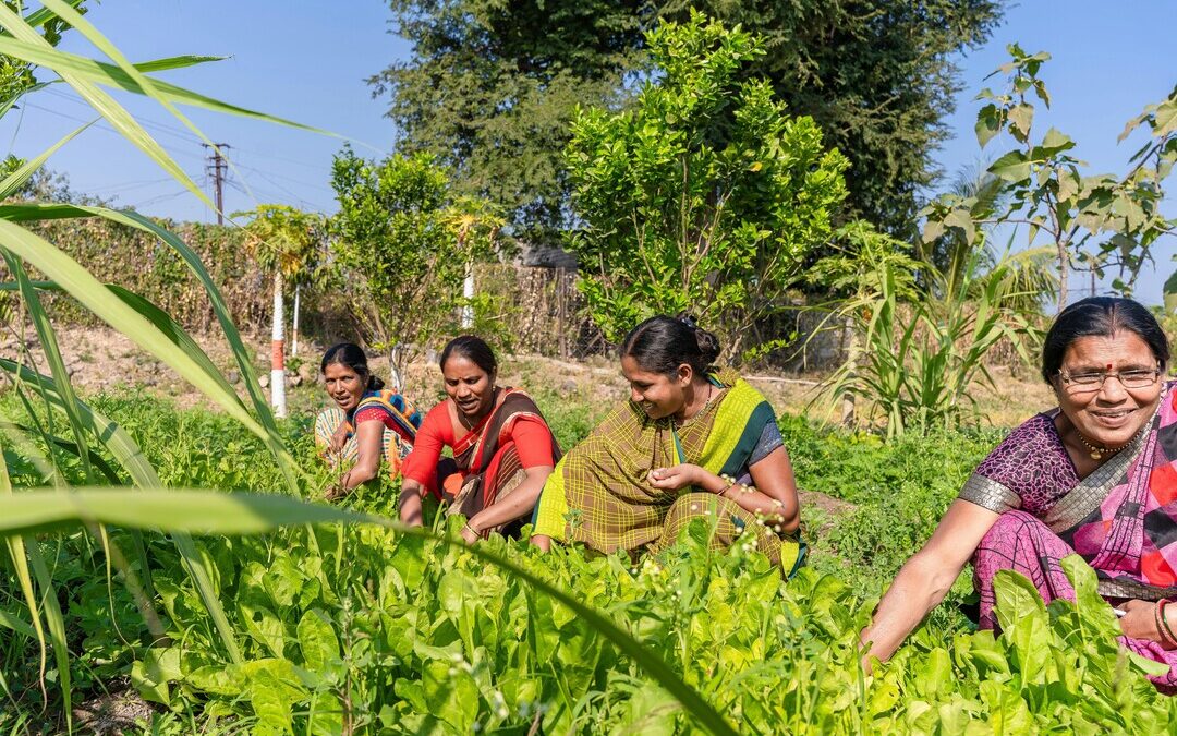 India Launches Landmark Green Ammonia Tender to Decarbonize Fertilizer Sector