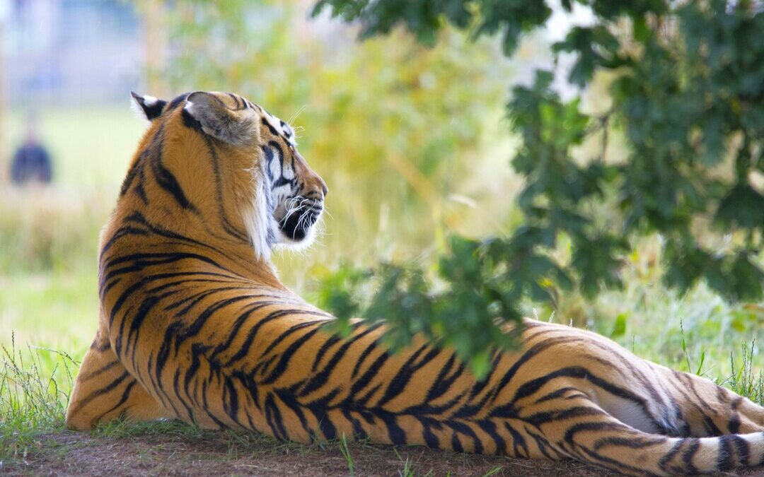 Tigers, Elephants Rebound in Manas National Park After Decades of Conflict
