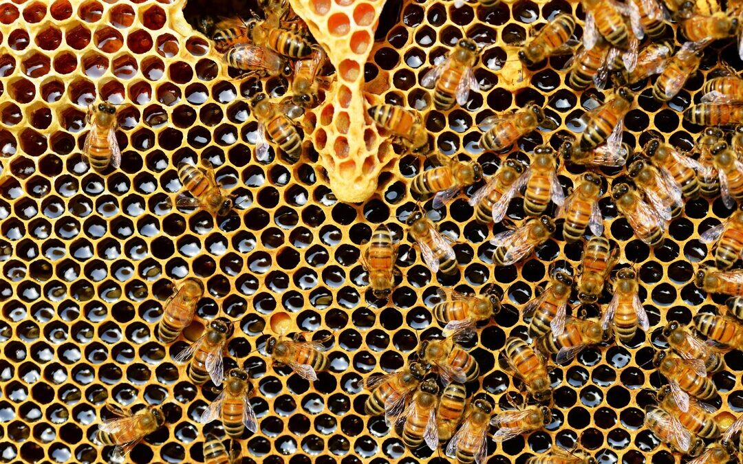 Beewise Secures $50M to Fight Pollinator Decline with AI-powered Hives