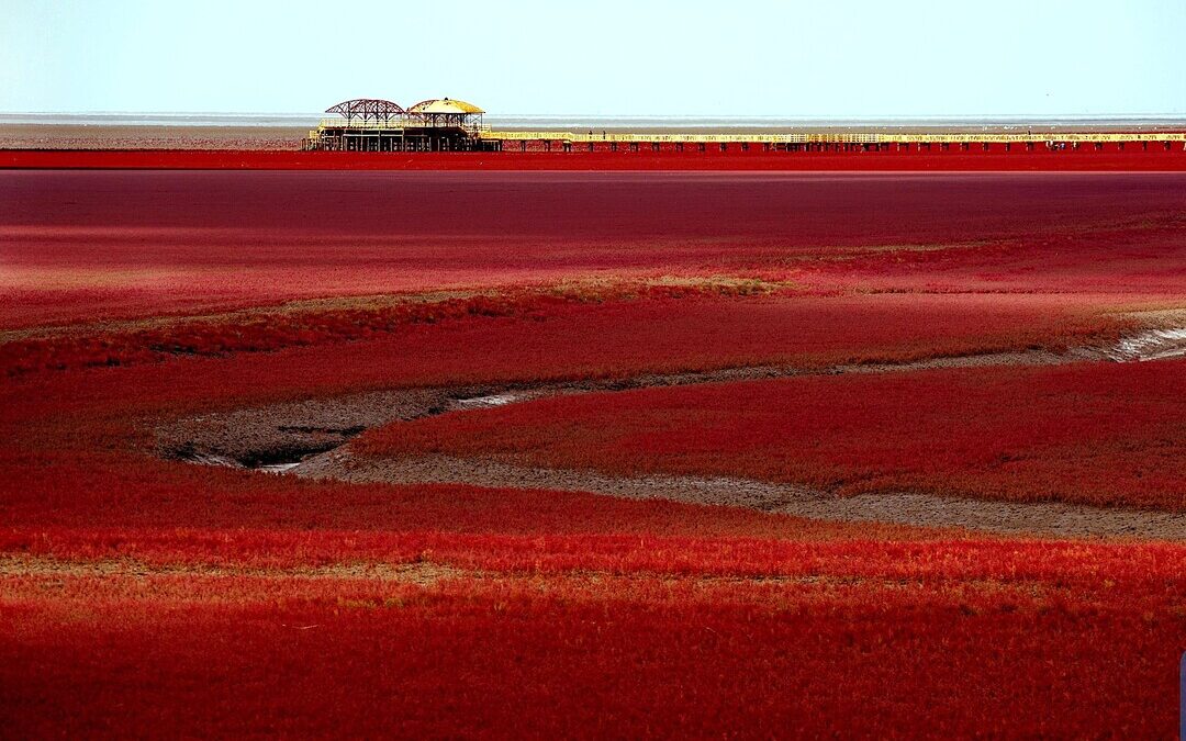 China Triples Yellow River Delta Wetlands in 1 Year Using Nature-Based Solutions