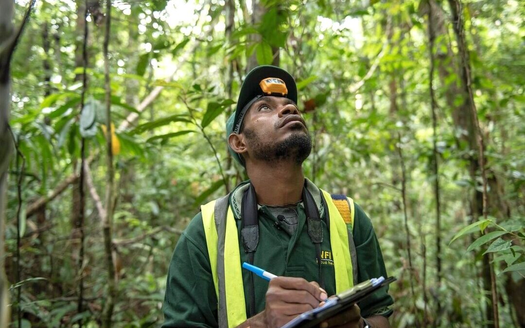 Study Finds Third-Party Audits Fail to Guarantee Carbon Offset Credibility