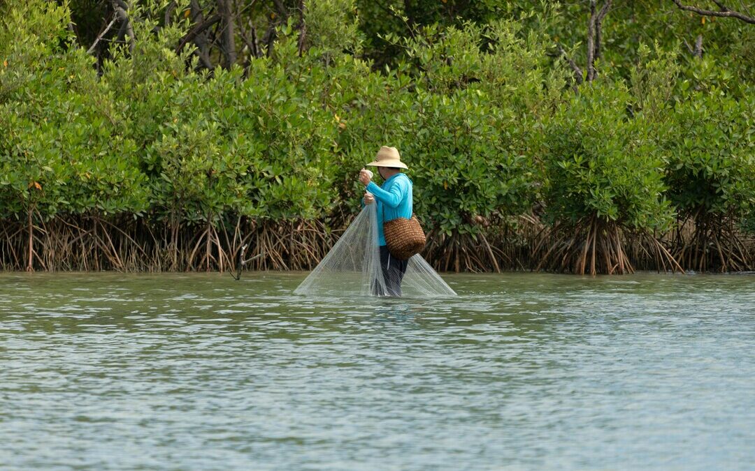 India Restores 6,424 Acres of Mangroves, Cracks Down on Illegal Tree Felling