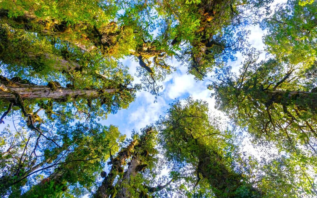 Verra, S&P Global Join Forces on Next-Generation Carbon Registry
