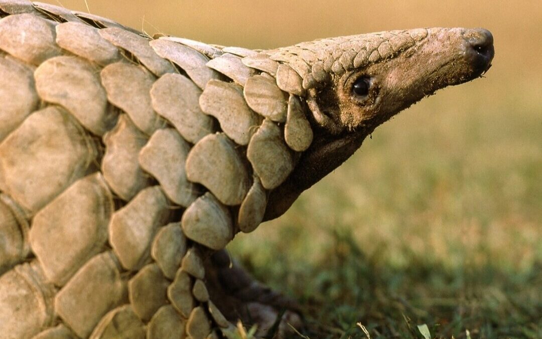 CITES Warns Gaps in Data and Enforcement Threaten Pangolin Survival