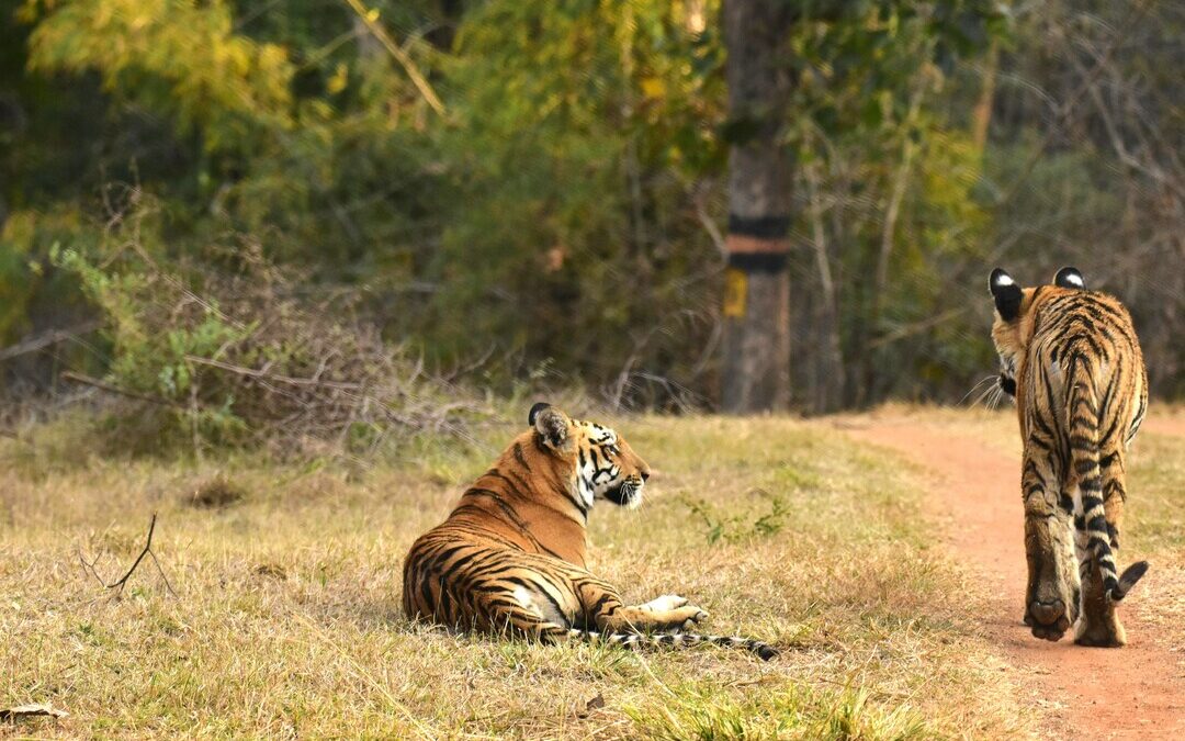 India Widens Biodiversity Strategy, Sets 23 National Targets: MoEFCC