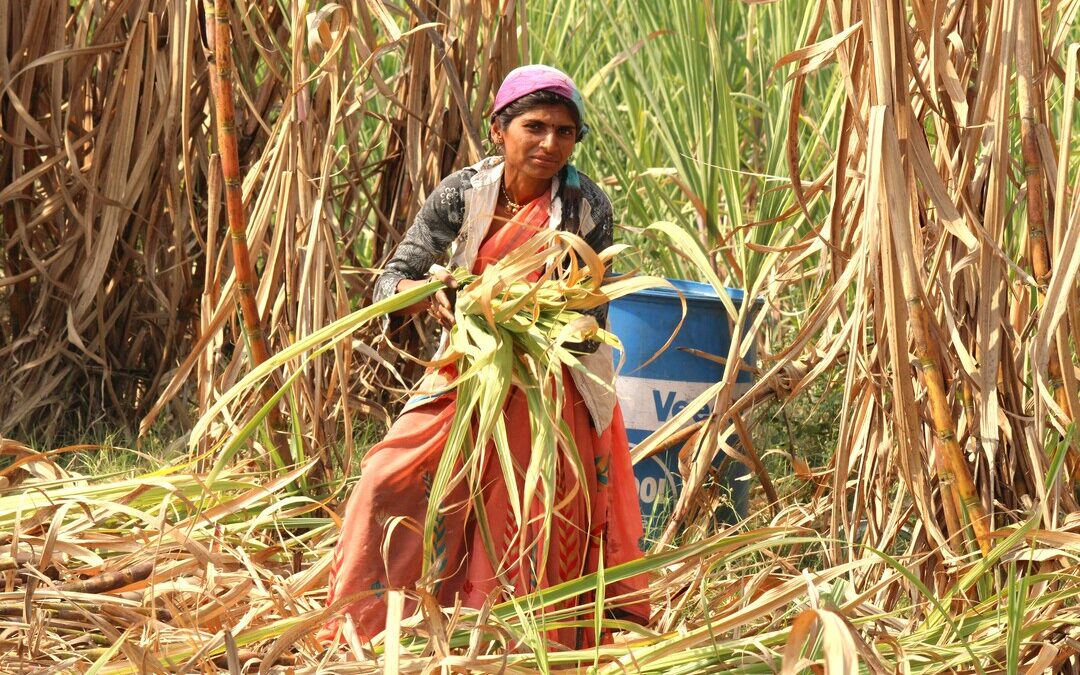 Marathwada Sugarcane Profits Mask Rising Environmental Threats: Study