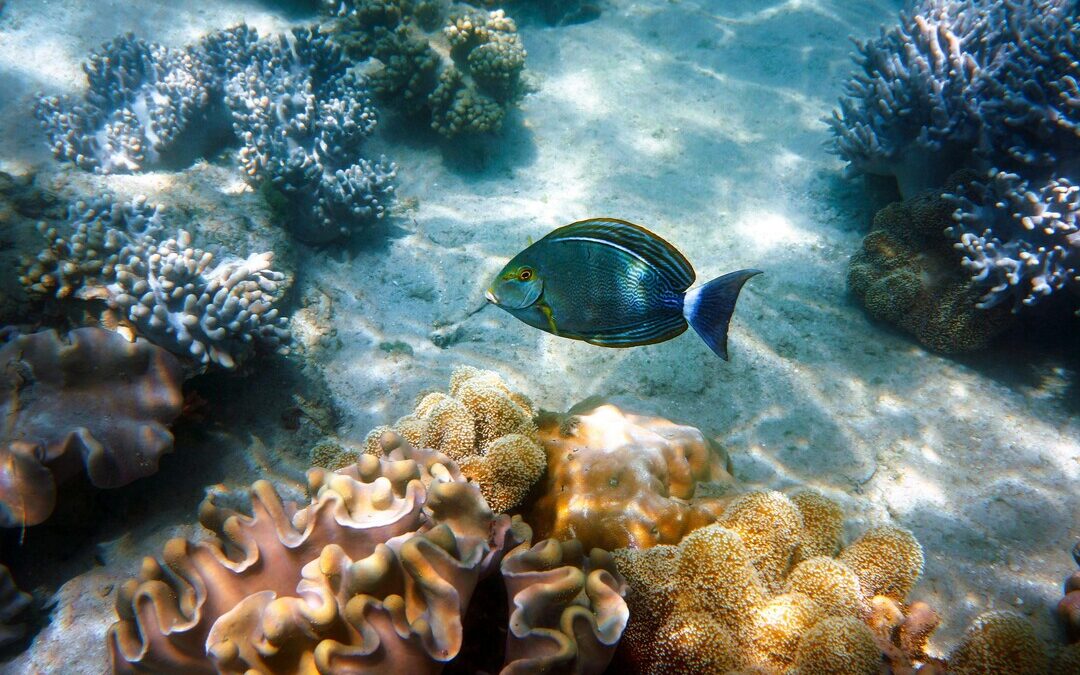 Record Heat Triggers Largest Coral Loss in Years on Great Barrier Reef