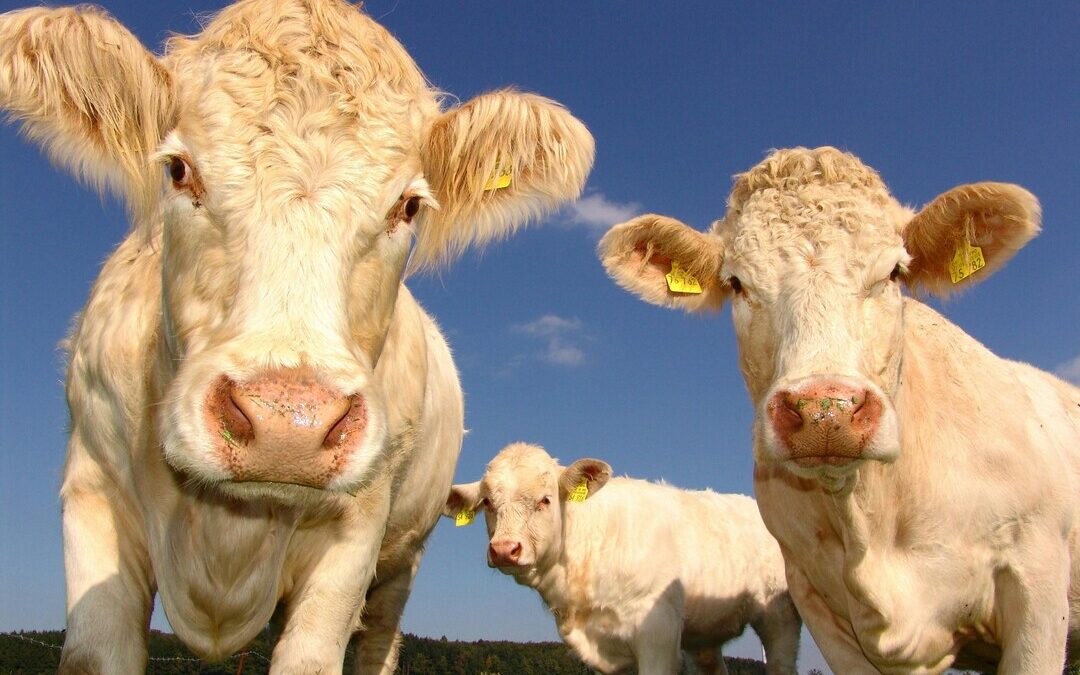 EU Farmers Lose $32.7B a Year as Methane Policy Gaps Block Green Transition