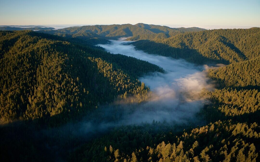 Apple Expands Restore Fund With Redwood Forest Conservation Project