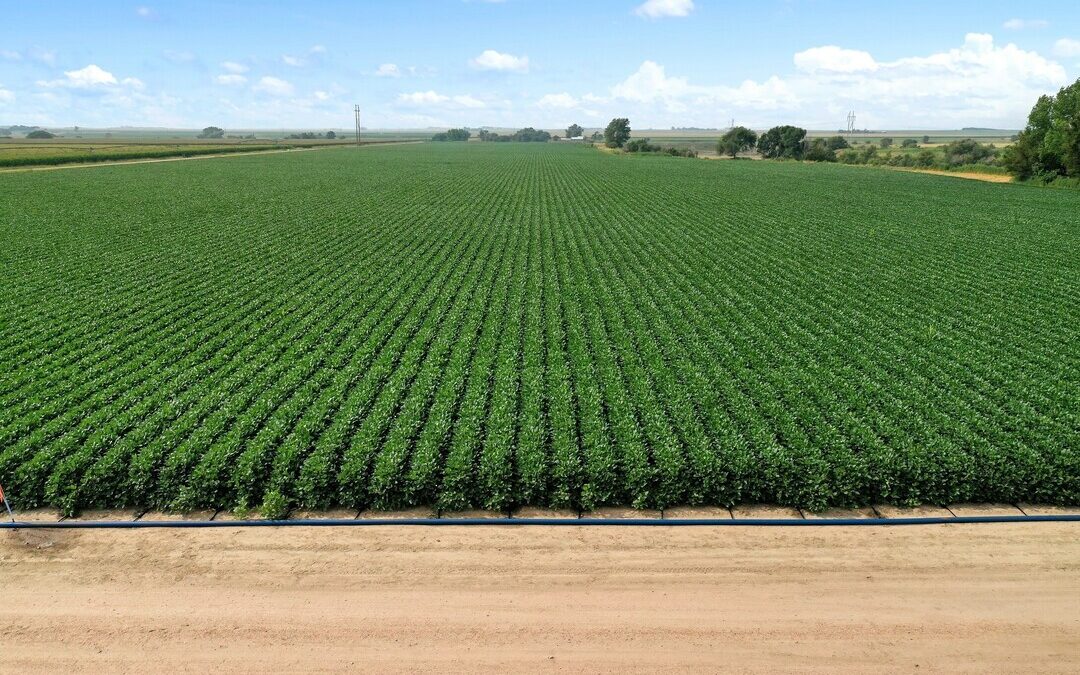 PepsiCo Expands Regenerative Agriculture to 3.5M Acres in 2024
