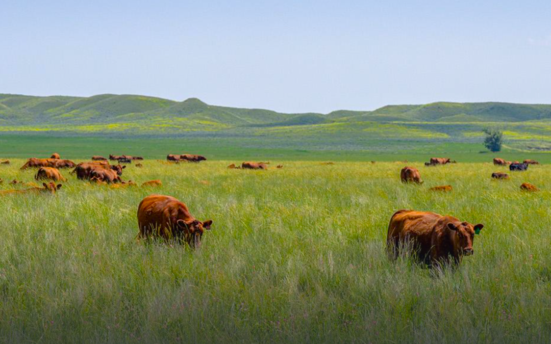 McDonald’s USA Pledges $200M to Boost Regenerative Farming Practices