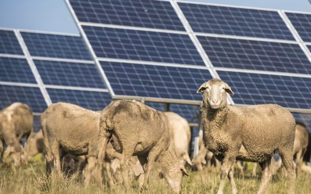 US’ LRE Expands Solar Grazing Program to Advance Sustainable Land Use