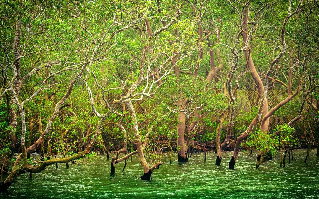 Blue Carbon Ecosystems Store Half of Ocean Carbon but Face Global Neglect