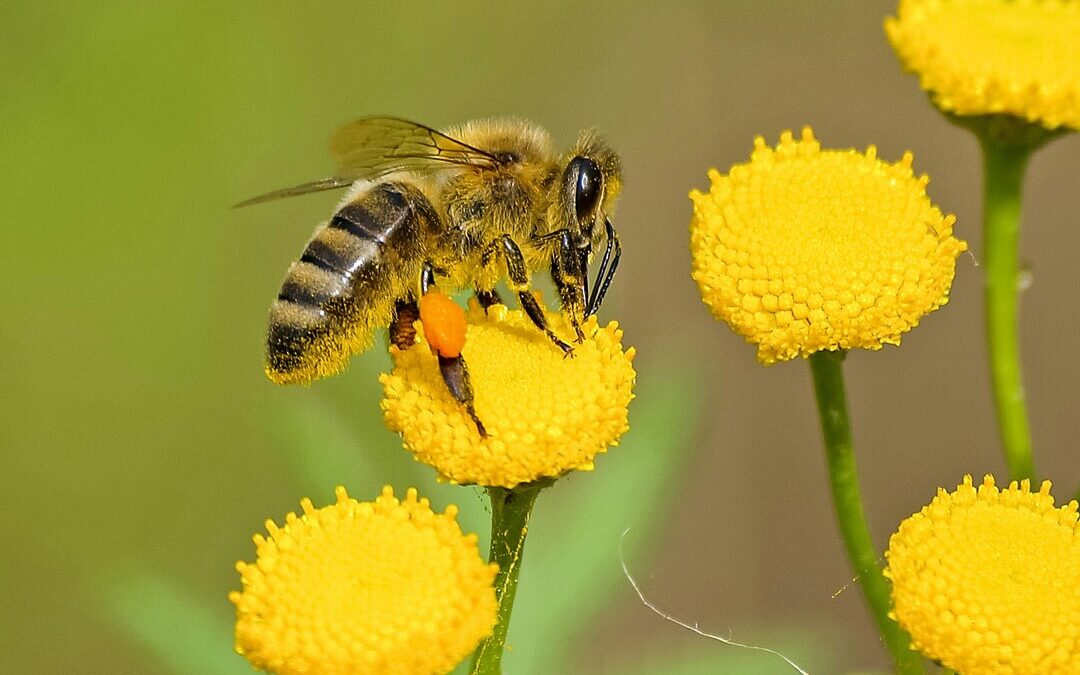 UK Tightens Pesticide Rules to Safeguard Bees and Other Pollinators