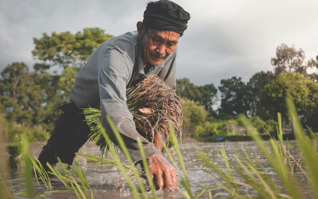 BASF Trials Show Rice Methane Cuts of Upto 85% Without Harming Yields