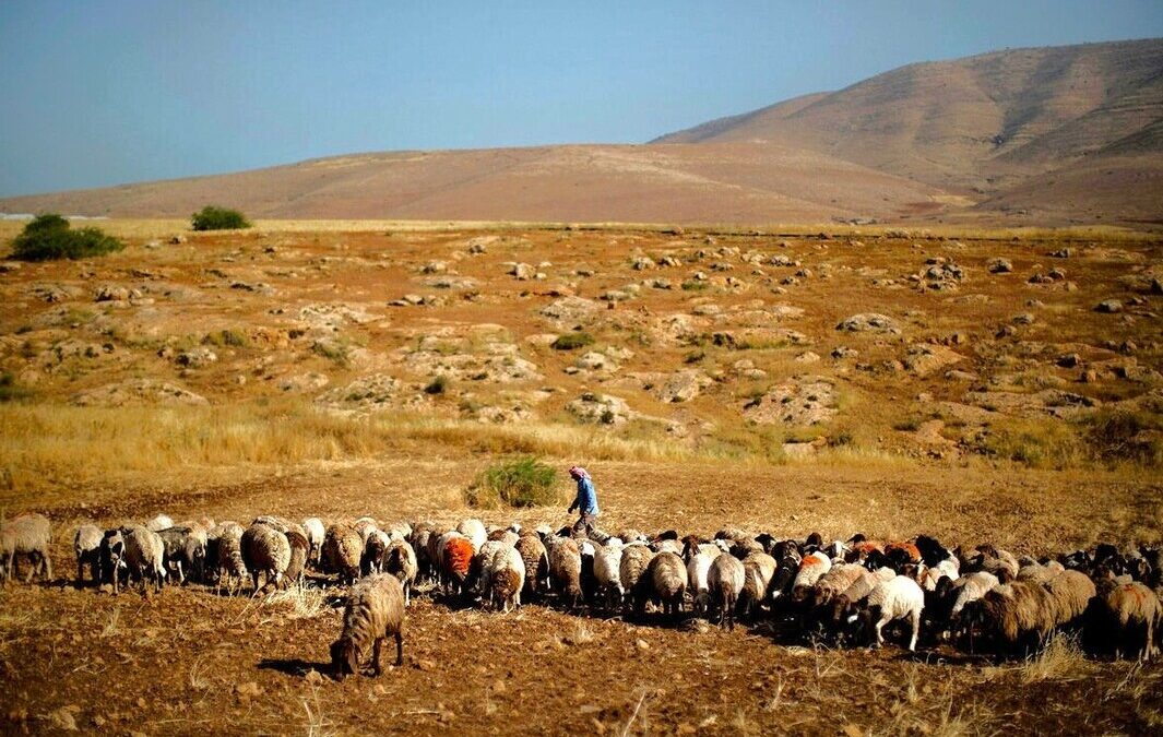 FAO Report Warns of Slow Progress on Food and Agriculture SDG Goals