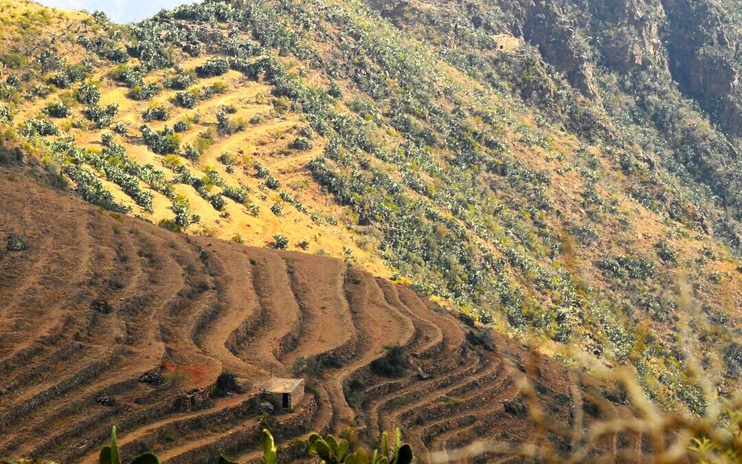 Saudi SALIC, Syngenta Partner on Agri-Tech Projects to Boost Food Security
