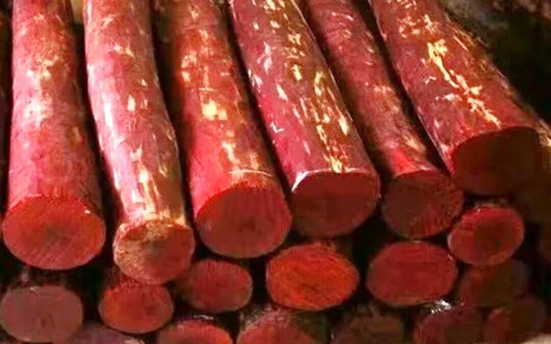 National Biodiversity Authority Funds ₹82L for Red Sanders Conservation in AP
